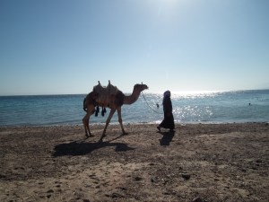 Teve a Vörös-tenger előtt Egyiptomban - Mészáros Márton felvétele -
