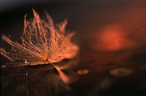 Illusztráció a Pókhalál című vershez