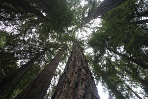 Muir Woods National Monument, San Francisco után (Mészáros Márton felvétele)