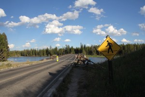 Yellowstone Nemzeti Park (Mészáros Márton felvétele)