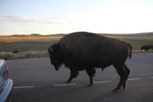 Szabadon kóborló bölény a Yellowstone Nemzeti Parkban (Mészáros Márton felvétele)