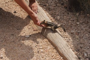 Mókus eszik a kezemből a Bryce Canyon Nemzeti Parkban (Mészáros Márton felvétele)