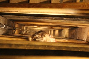 Ilyen hosszú lépcsőút vezetett le a wieliczkai sóbányába, Krakkó (Fotó: Mészáros Márton) Ilyen hosszú lépcsőút vezetett le a wieliczkai sóbányába, Krakkó (Fotó: Mészáros Márton)