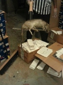 Az említett bronxi gambiai óriáspatkány (Forrás: Twitter)