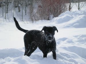 Dog, it's cold outside