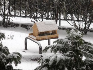 Madáretető az Alsóerdősori Bárdos Lajos Általános Iskola és Gimnázium kertjében 2012. február 15-én (Fotó: Dóczi Zsóka)
