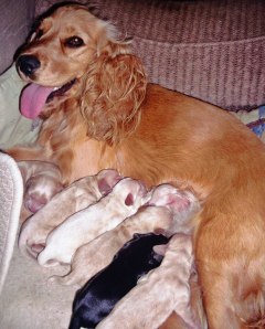 A most született angol cocker spániel és német vizsla keverékek a boldog mamival