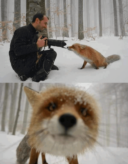 Amikor a róka  találkozik a fotóssal (2013. március)