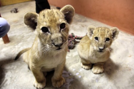 Oroszlánkölykök a gyöngyösi magánállatkertben 2013. február 22-én (Fotó: Mészáros Márton)