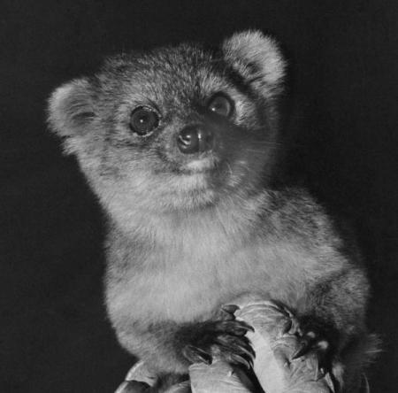 Az Ecuador és Kolumbia őserdeiben felfedezett új emlős, az olinguitó (Bassaricyon neblina) 