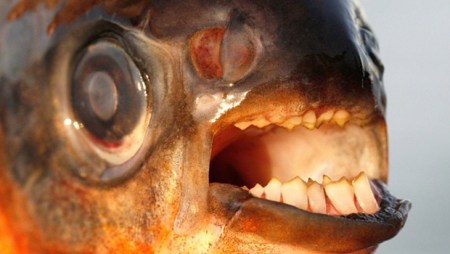 Az emberi heréket is fogyasztó paku