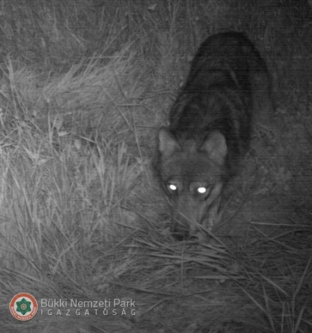 A kilőtt szürkefarkas