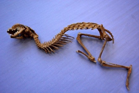 Ismeretlen állat 55 centiméter hosszú csontváza a török Osmaniye városban 2014. február 17-én