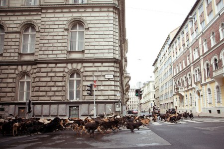 Jelenet a Fehér Isten című film forgatásán