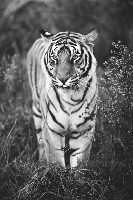 Veszélyeztetett tigris (Adrian Steirn felvétele)